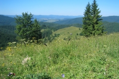 Bukowinalandschaft